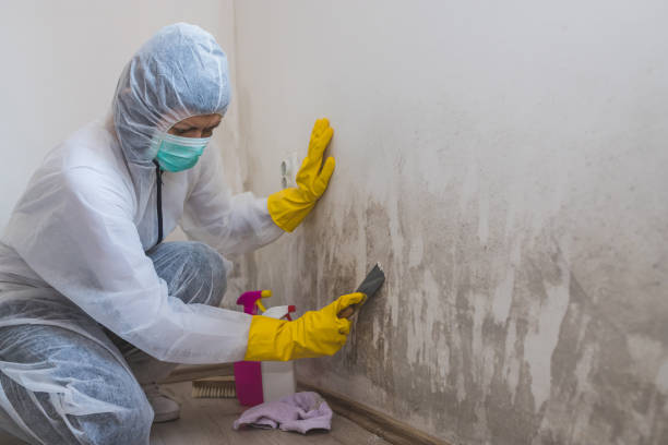 Best Toxic Mold Removal  in Lake Wilderness, VA