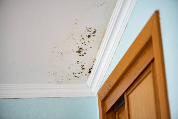 Best Home Mold Removal  in Lake Wilderness, VA