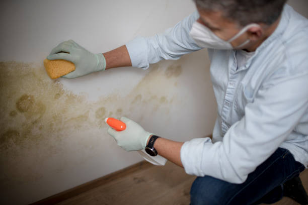 Best Emergency Mold Removal  in Lake Wilderness, VA