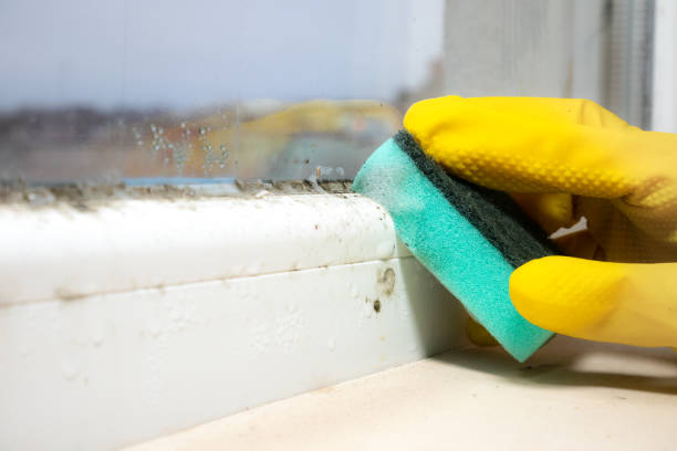 Best Mold Removal Near Me  in Lake Wilderness, VA