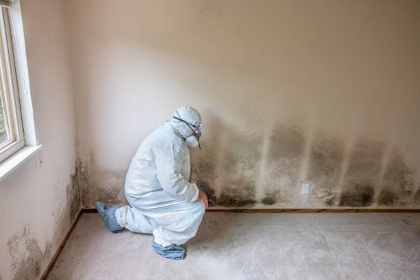 Best Office Mold Removal Services  in Lake Wilderness, VA