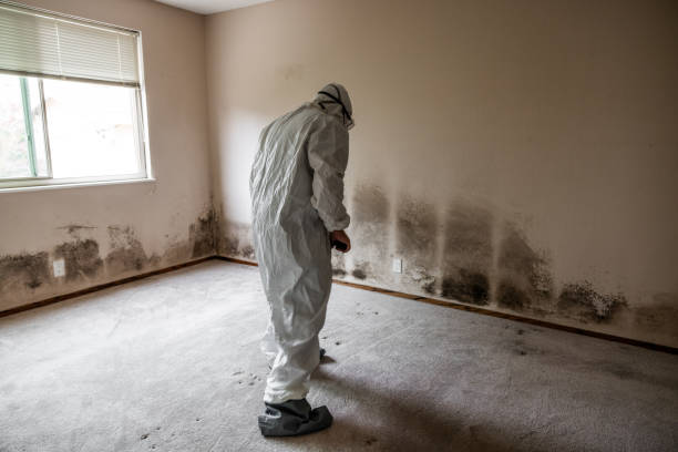 Best Attic Mold Removal  in Lake Wilderness, VA