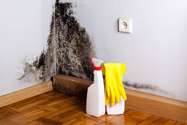Best Black Mold Removal  in Lake Wilderness, VA