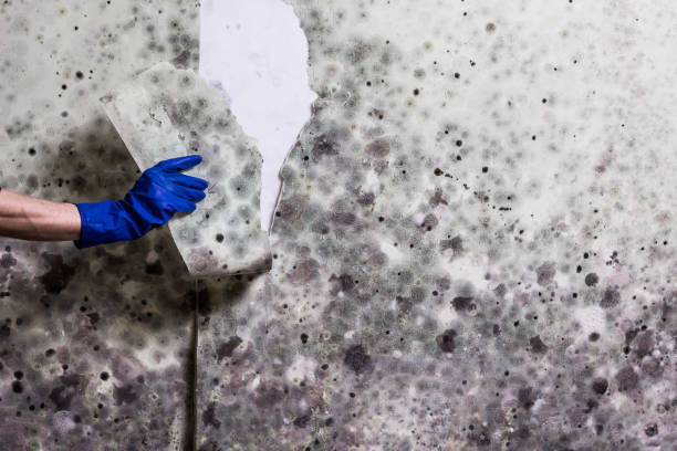 Best Crawl Space Mold Removal  in Lake Wilderness, VA