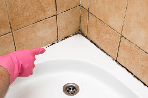 Professional Mold Removal in Lake Wilderness, VA